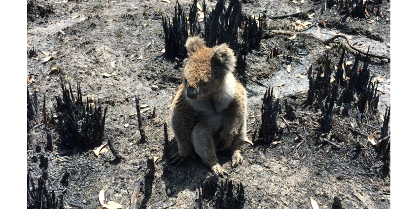Предсказано исчезновение млекопитающих из-за экстремальной жары