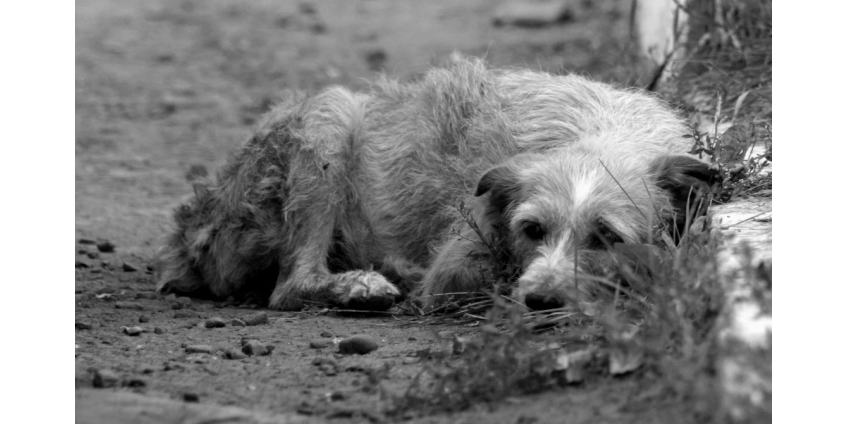 Полиция Гилберта расследует дело о жестоком обращении с животными