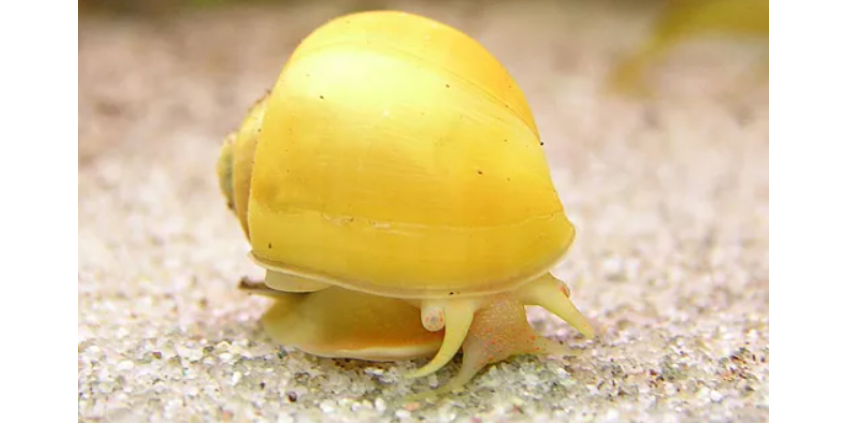 Опасные для людей улитки захватили новую территорию в США