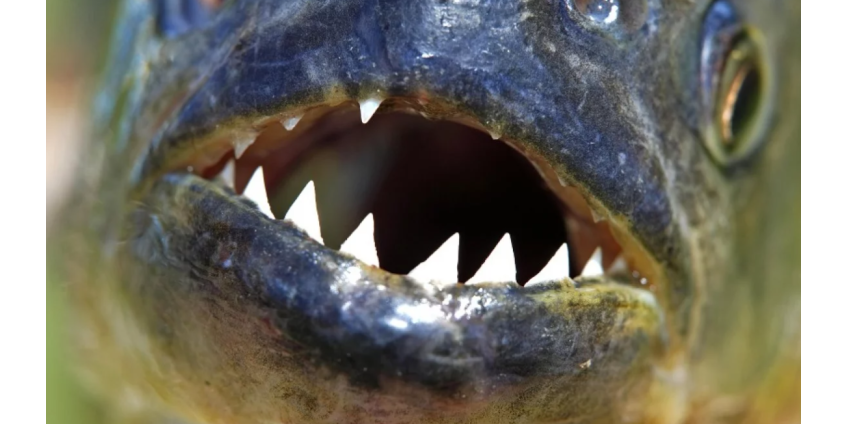 В российском регионе пиранья откусила годовалому ребенку палец