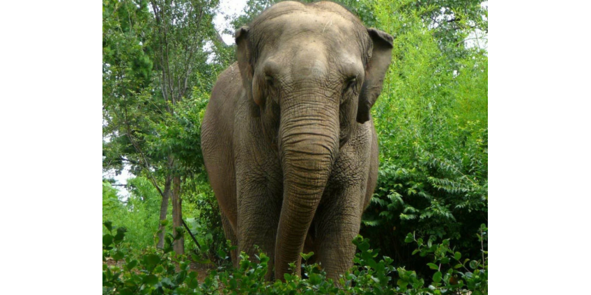 Дикий слон ворвался в город и покалечил людей