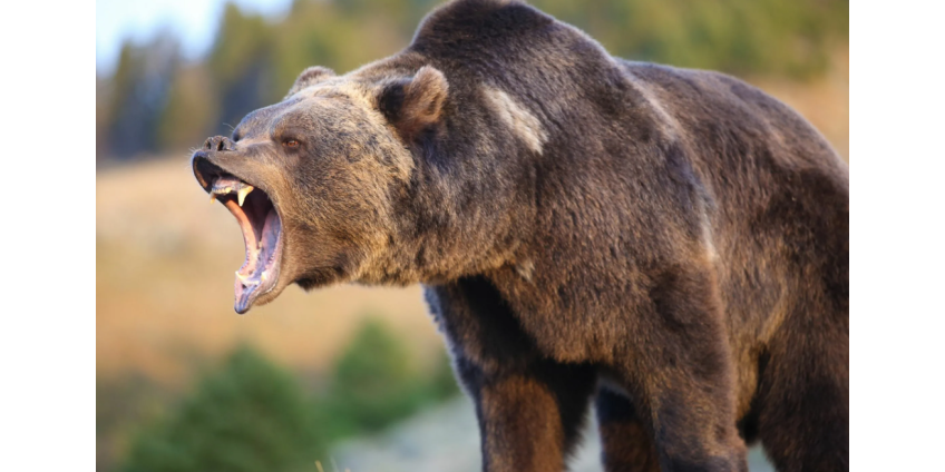 Потерявший челюсть в схватке с медведем мужчина захотел устроить второй раунд