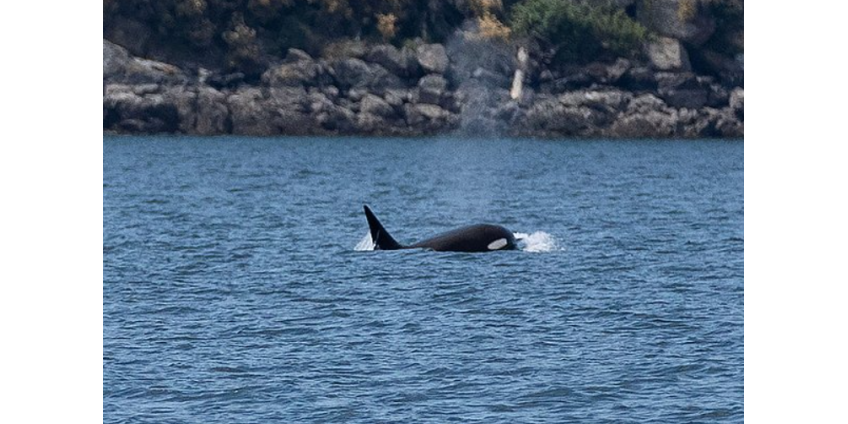 Неизвестное животное разорвало пополам акулу-людоеда длиной три метра
