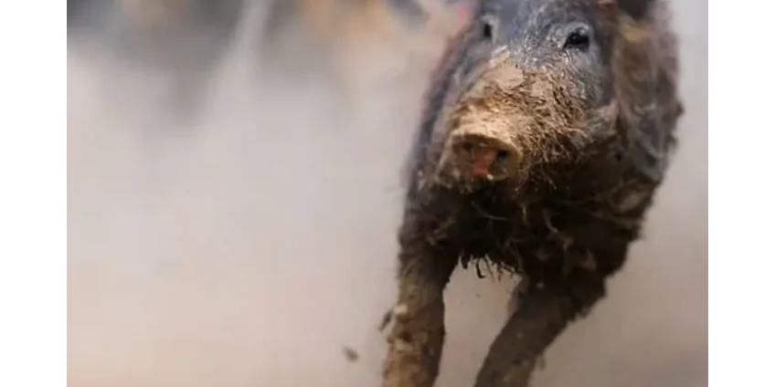 Власти штата Миннесота приготовились к возможному нашествию диких свиней