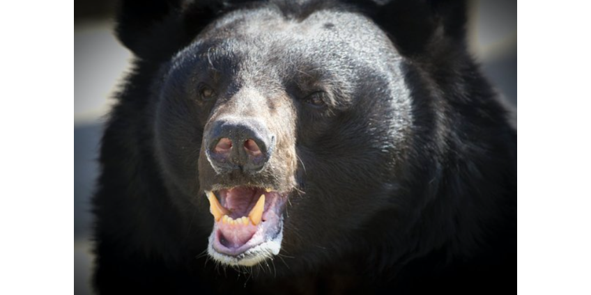 В Японии зафиксировали 180 нападений медведей на людей за полгода