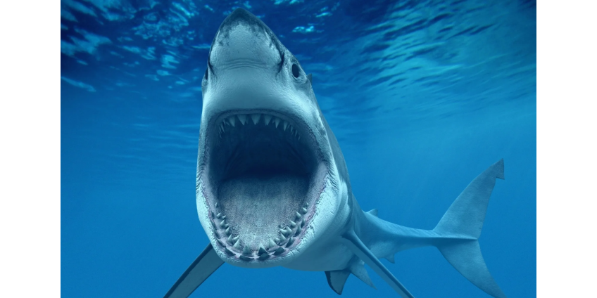 Акула растерзала женщину через день после свадьбы