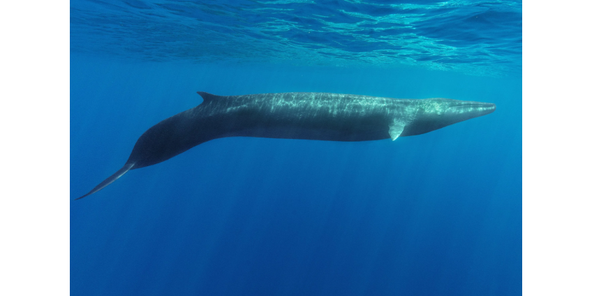 52-футового кита выбросило на берег на Тихоокеанском пляже в Сан-Диего