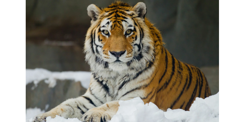 В российском регионе тигр растерзал собаку на глазах у хозяина