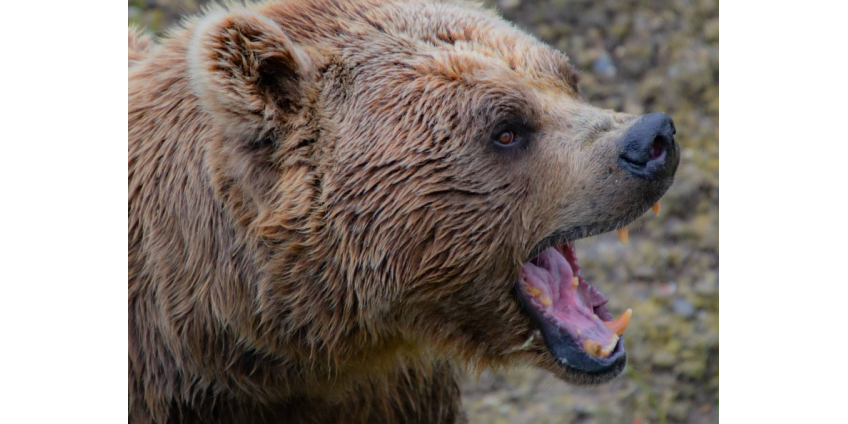 Мужчина отбился от напавшего на его собаку медведя