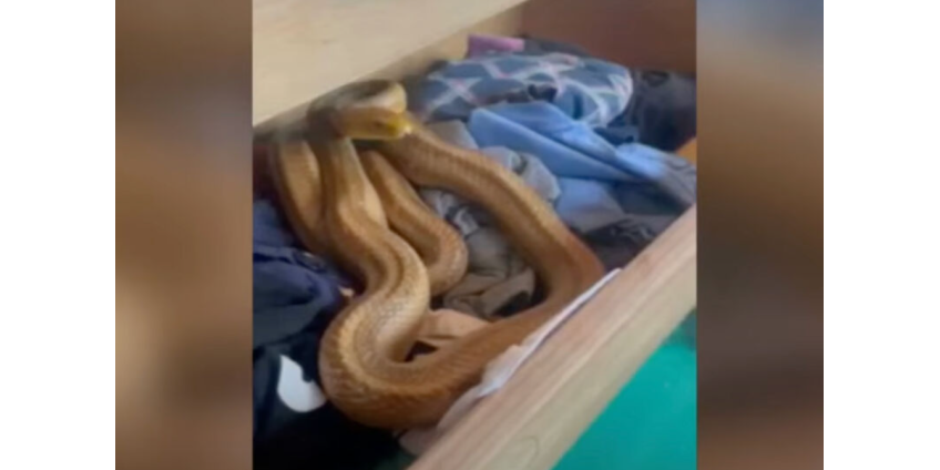 Семья обнаружила крупную змею в ящике с носками