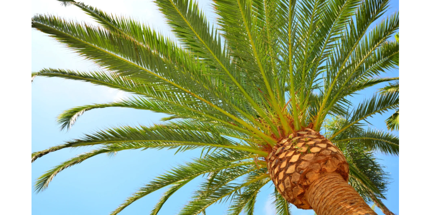 В Финиксе упавшая пальма убила человека