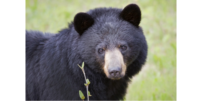 Женщина нашла медведя в подвале и убедила его уйти при помощи нафталина