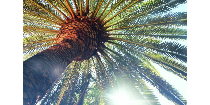 Ассоциация домовладельцев Северного Финикса запрещает выращивать пальмы во дворах перед домом