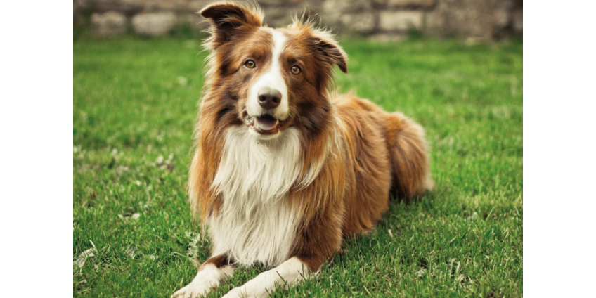 Приюты для животных в Сан-Диего оказались переполнены собаками
