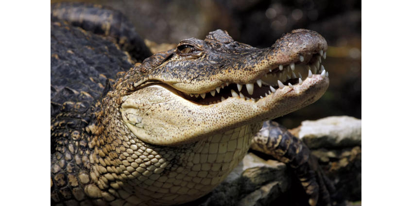 Крокодилы съели совершавшего молитву пророка Крокодилы съели совершавшего молитву пророка