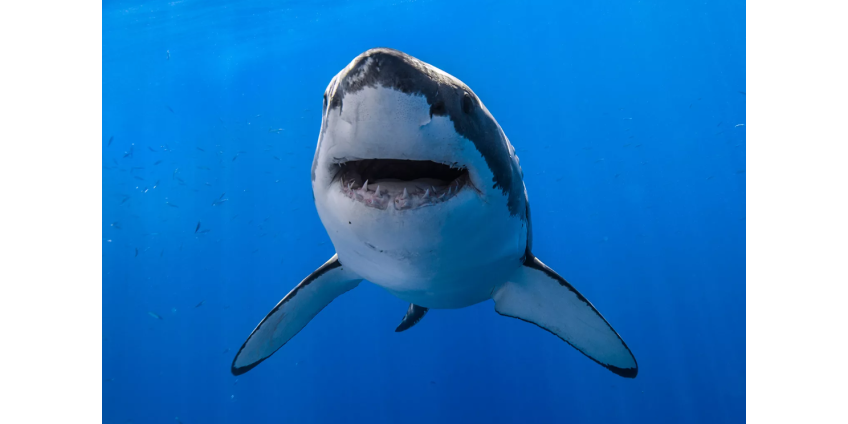 Рыбак в одиночку поймал огромную 544-килограммовую акулу