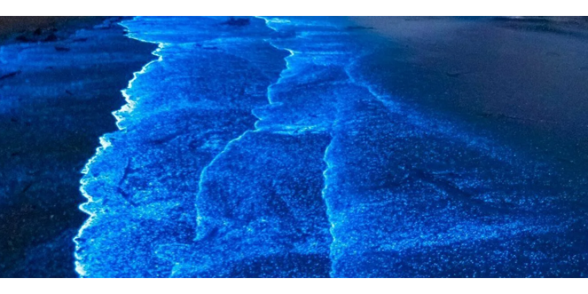 На пляжи округа Сан-Диего возвращаются светящиеся синие волны