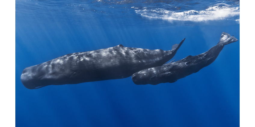 Прохожий нашел на пляже рвоту кашалота на тысячи долларов