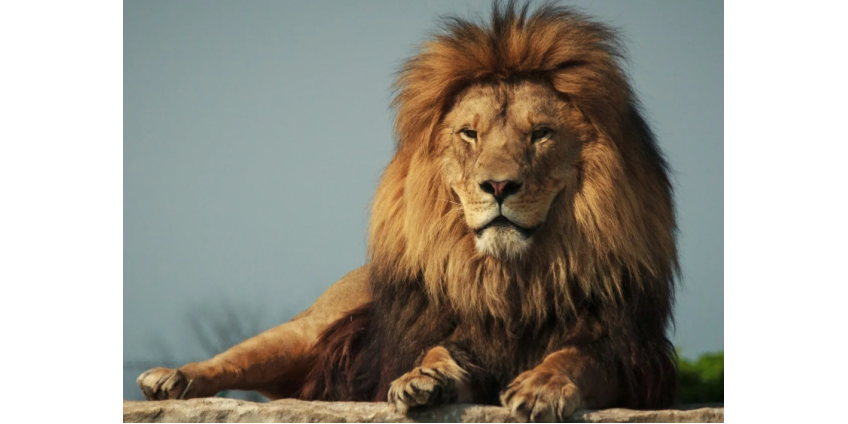 Посетитель зоопарка забрался в вольер со львом ради селфи и поплатился жизнью