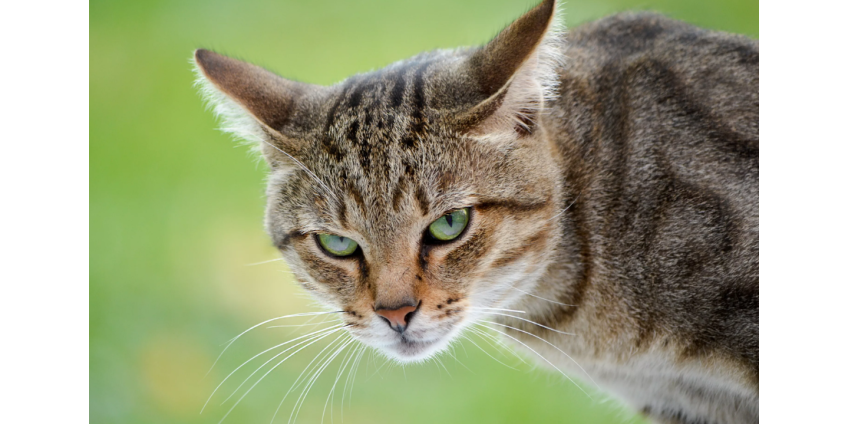 В Подмосковье нашли обглоданных кошками мужчину и женщину