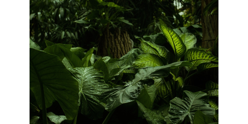 В джунглях нашли пропавший 80 лет назад самолет времен Второй мировой войны В джунглях нашли пропавший 80 лет назад самолет времен Второй мировой войны