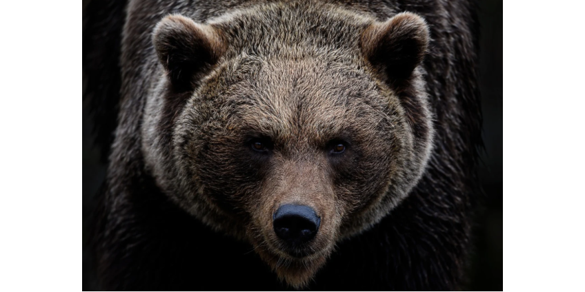 Медведь напал на гулявшую с собакой женщину