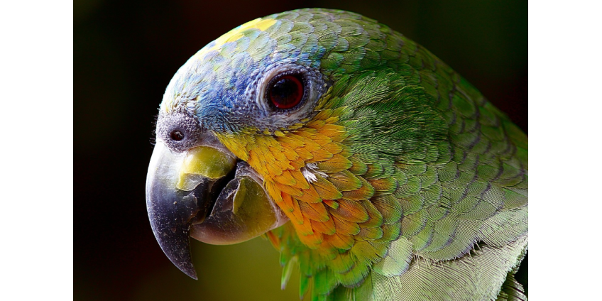 Вспышка попугайной лихорадки в Европе унесла жизни пяти человек Вспышка попугайной лихорадки в Европе унесла жизни пяти человек