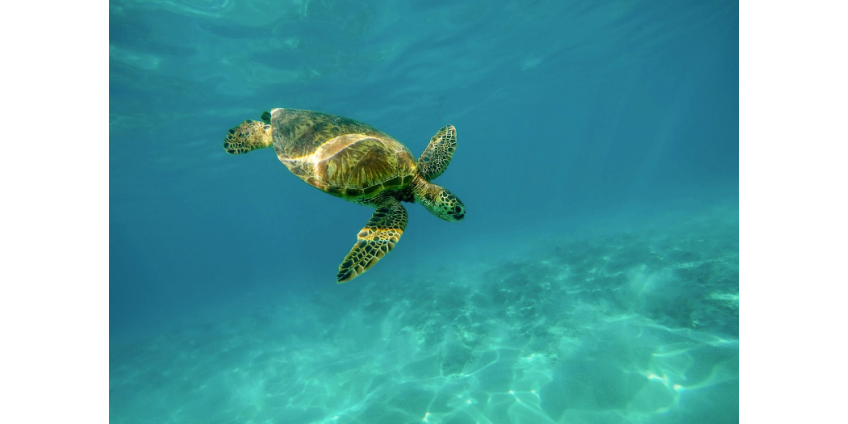 Девять человек в Африке съели мясо морской черепахи и не выжили