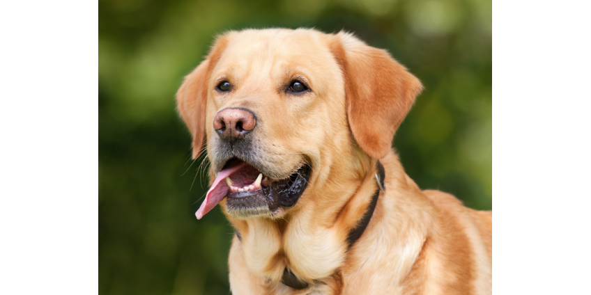 Активисты утверждают, что приюты для животных Лос-Анджелеса подвергают эвтаназии здоровых собак