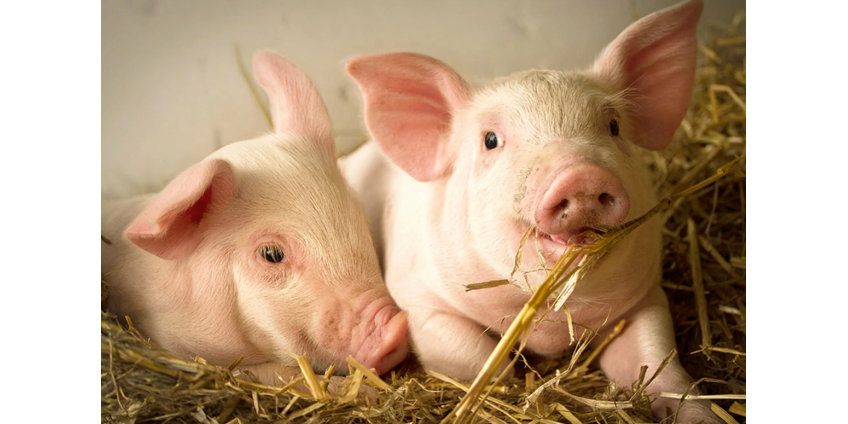 Почку свиньи впервые в истории успешно пересадили человеку