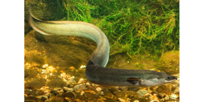 Врачи извлекли живого угря из живота мужчины