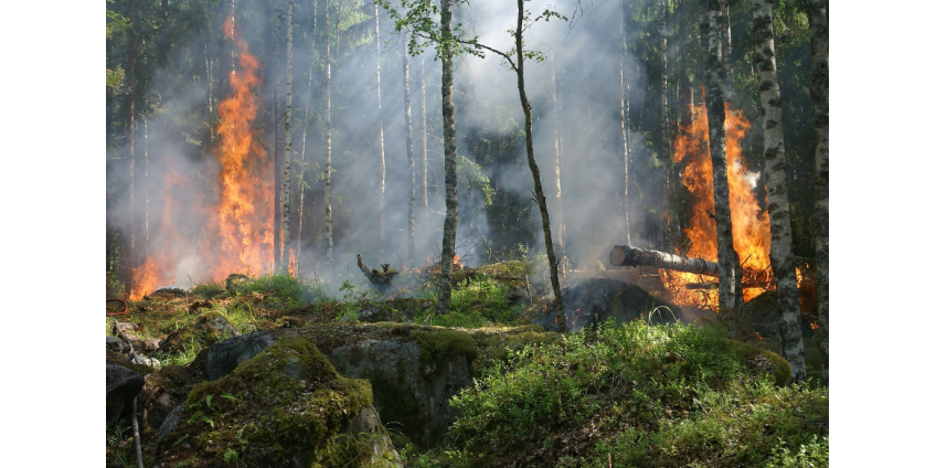 В России предрекли пожароопасное лето
