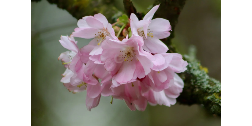 В парке Лос-Анджелеса за незаконное срезание веток цветущей вишни был арестован мужчина