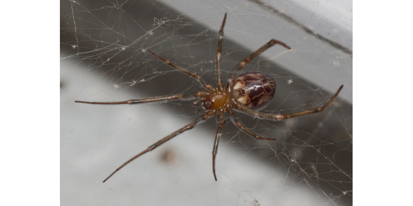 500 ядовитых пауков поселились в доме мужчины и едва не погубили его
