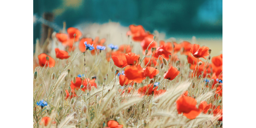Территория Международного аэропорта Лос-Анджелеса покрылась цветами