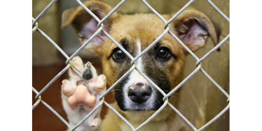 Лос-Анджелес одобряет временный мораторий на выдачу разрешений на разведение собак
