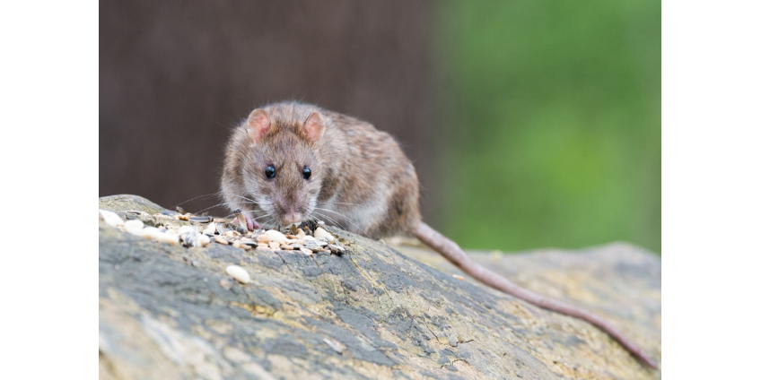В Нью-Йорке предложили гуманный способ борьбы с крысами