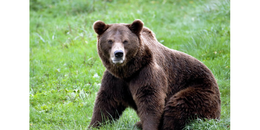 На трассе в Калифорнии медведь остановил движение