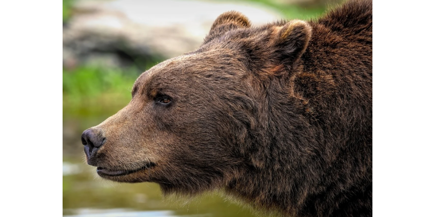 Женщина попыталась напугать медведицу и едва не рассталась с жизнью