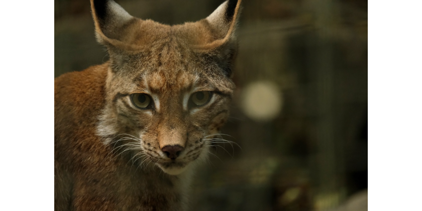 Рысь поймала на обед гремучую змею и попала в объектив камеры