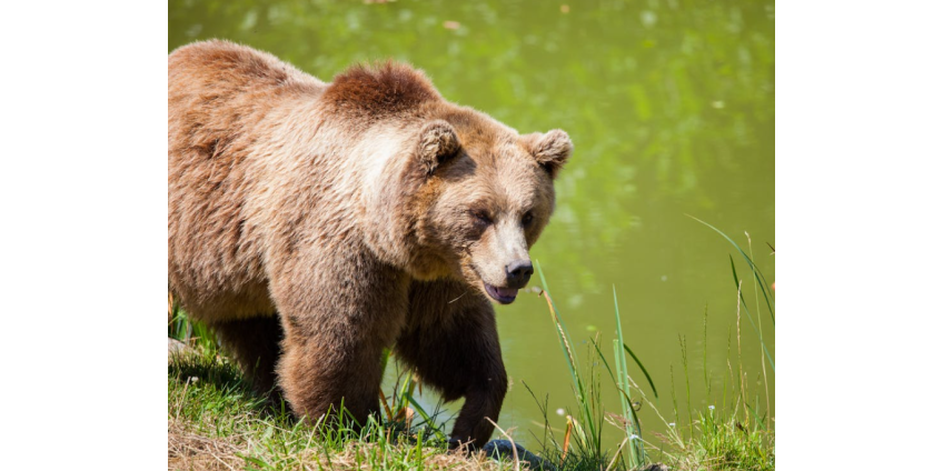 Медведь разгромил машину семьи в США