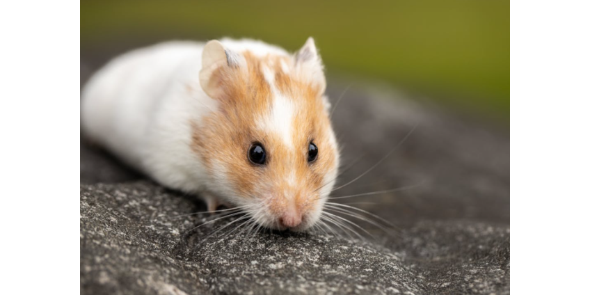 Мужчина в леопардовом комбинезоне украл хомяков и уснул на скамейке