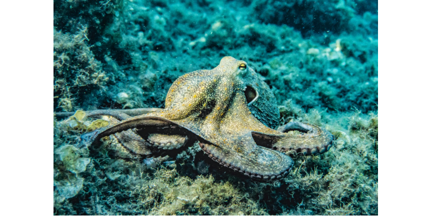 В США осьминог вцепился в шестилетнего мальчика на интерактивной выставке