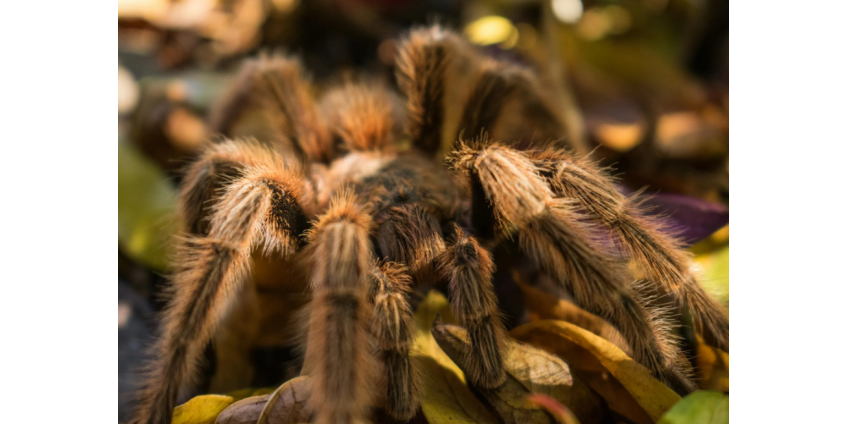 США предупредили о нашествии десятков тысяч тарантулов