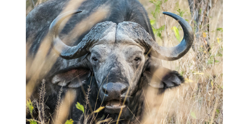 Американский миллионер Уоткинс стал жертвой буйвола во время охоты