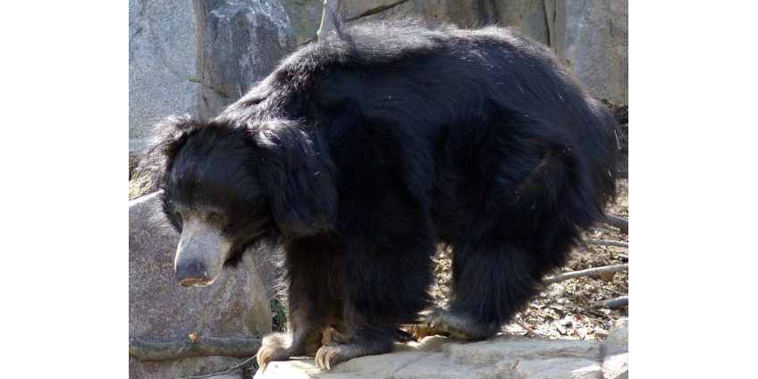 Самый опасный медведь в мире растерзал восьмилетнего мальчика