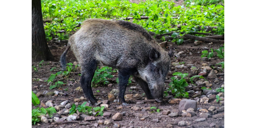В Калифорнии охотник обнаружил диких свиней с ярко-синим мясом