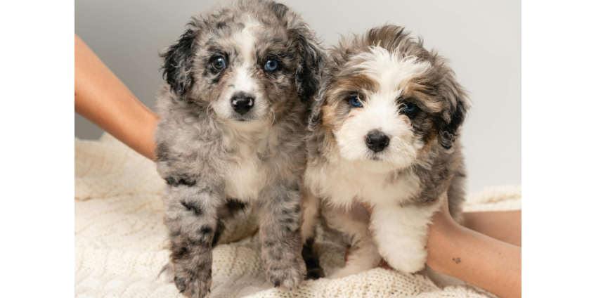 В Сан-Диего почти 300 животных нашли новых хозяев на ежегодной акции Clear the Shelters