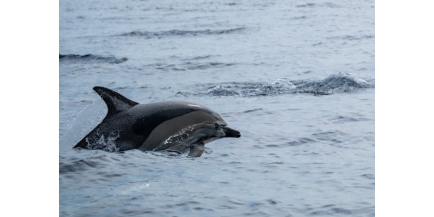 Дельфин попытался утопить двух женщин
