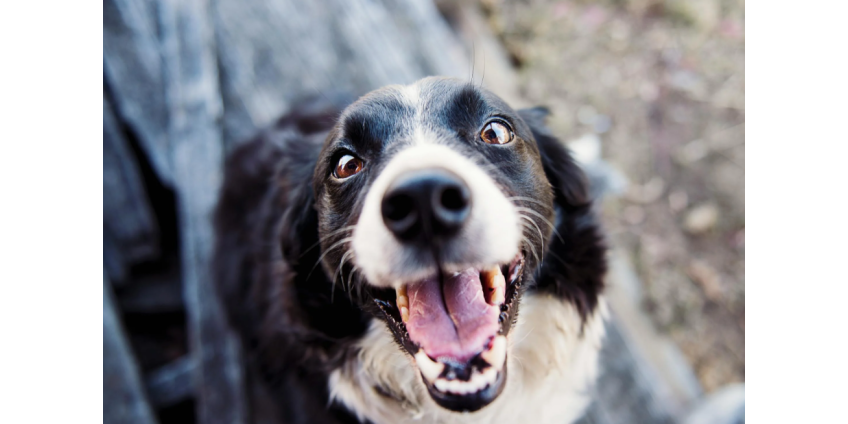 В Финиксе приют для собак пострадал от мощного шторма